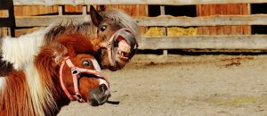 Les établissements de camping situés autour du Puy du Fou, parfaits pour combiner visites et détente